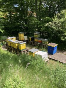 BEE-Ernst Schulimkerei der Kooperativen Gesamtschule Herzog Ernst