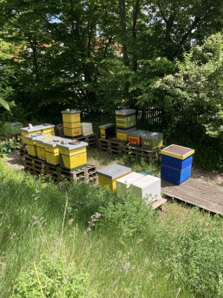BEE-Ernst Schulimkerei der Kooperativen Gesamtschule Herzog Ernst