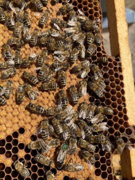 Imkerei Sabine Janson