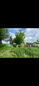 Imkerei Thomas Simon