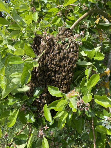 Imkerei Dennis Meyer