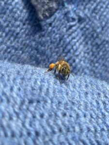 Marion Schnapp-Enderes