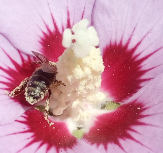 Imkerei Hermann Krauth