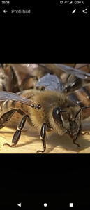 Imkerei Kaiserbienen