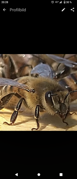 Imkerei Kaiserbienen
