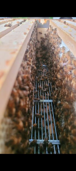 Ellies Honigmanufaktur