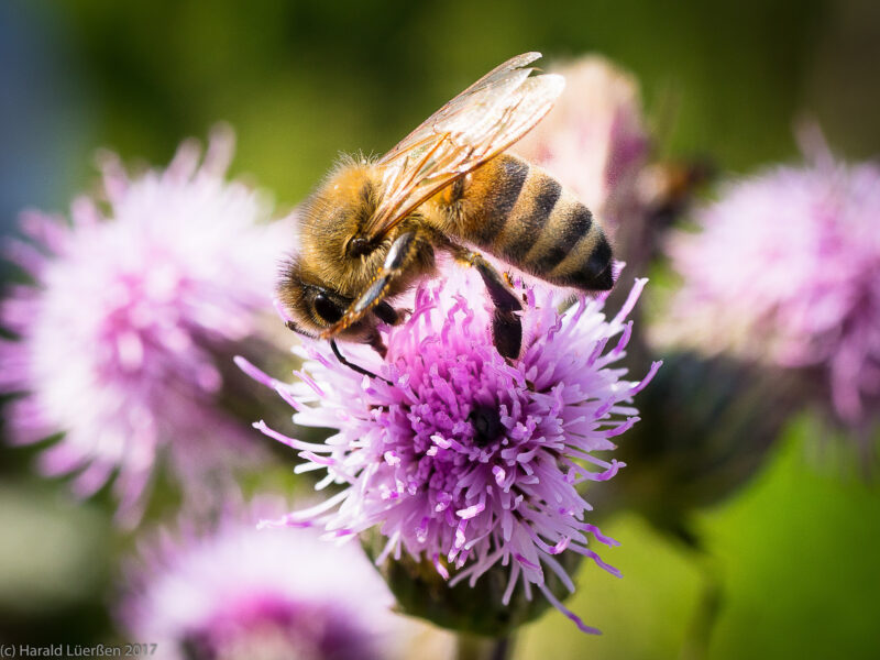 Hobbyimkerei Harald Lüerßen