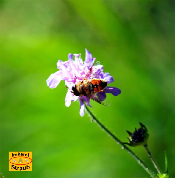 Imkerei Straub