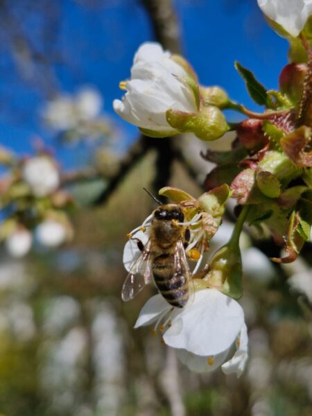 Imkerei Wolfgang Maier