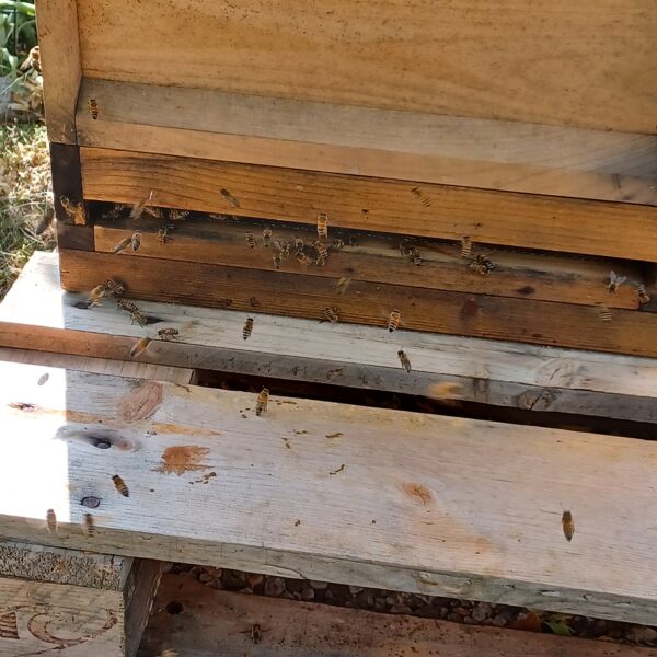 Joergelbee