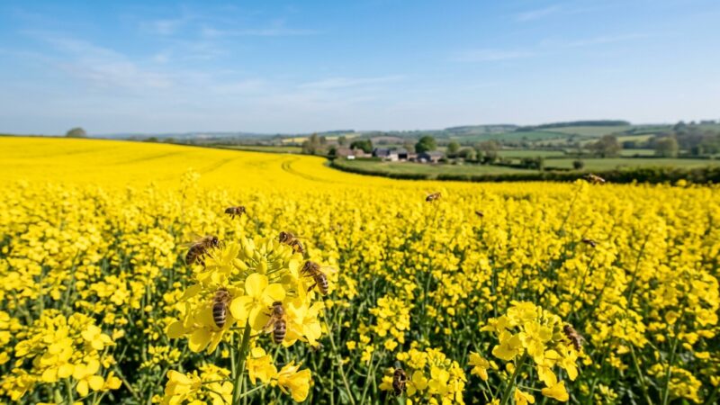 =Bienenflug über blühenden Raps