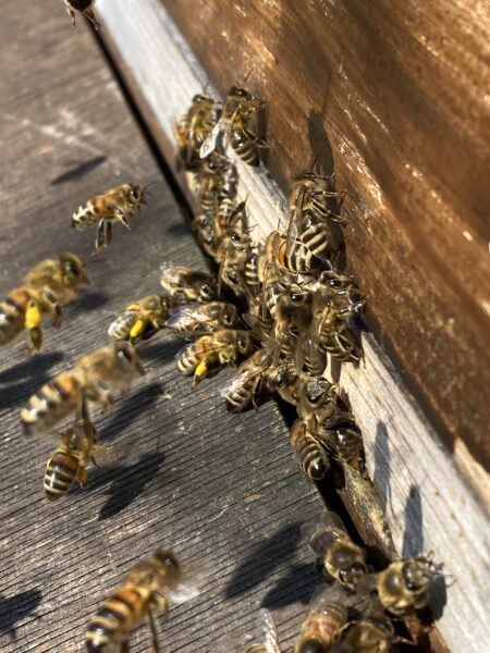 Imkerei Andreas Hübner